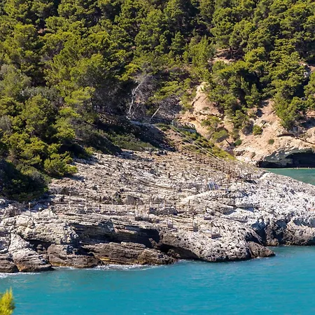 Degli Ulivi